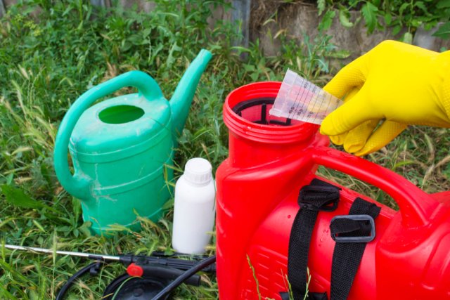 Что делать, если упустили весеннее опрыскивание сада