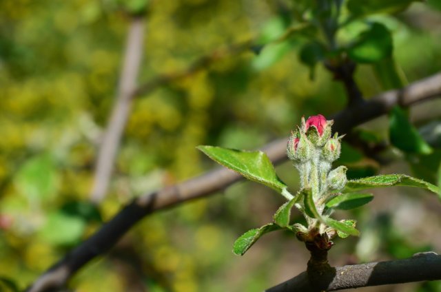Что делать, если упустили весеннее опрыскивание сада