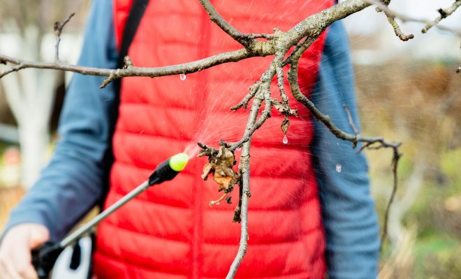 chto-delat-esli-upustili-vesennee-opryskivanie-sada-8391700