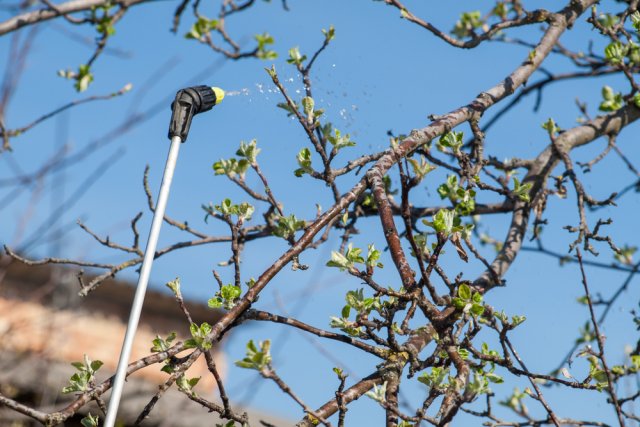 Что делать, если упустили весеннее опрыскивание сада