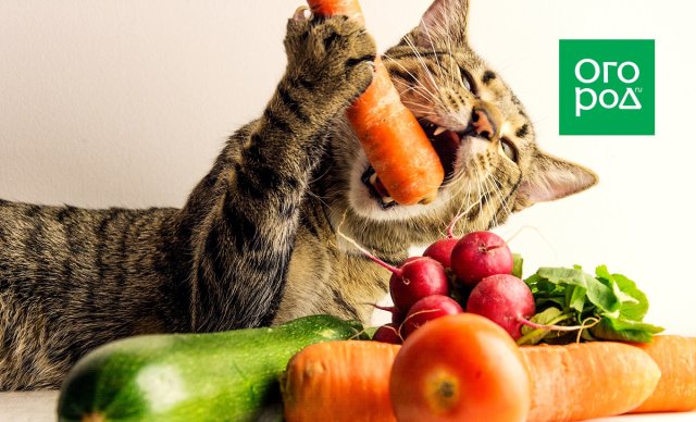 Как правильно чистить, варить и есть креветки