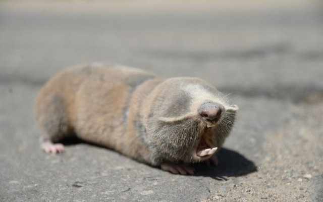 Кто изрыл всю почву под снегом: различаем следы и устраняем вредителей