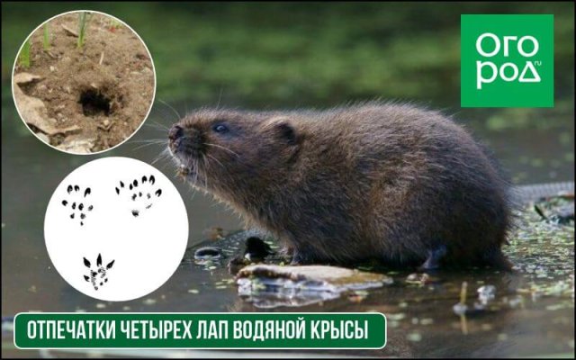 Кто изрыл всю почву под снегом: различаем следы и устраняем вредителей