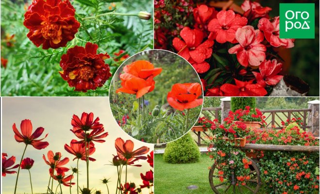 nasyshhenno-krasnyj-cvetnik-shemy-rastenija-uhod-466c30e