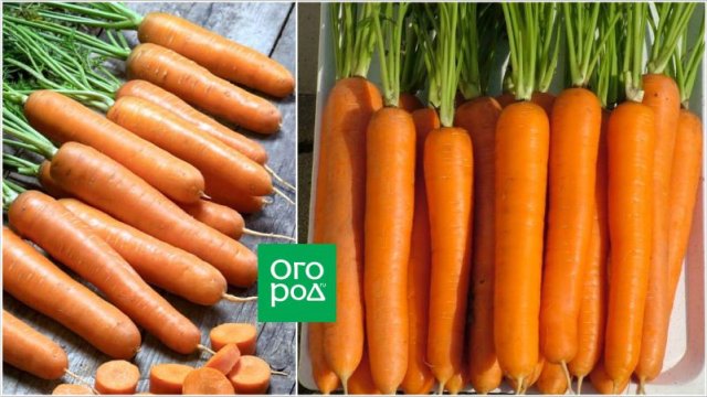Погрызть уже в июне – самые ранние и скороспелые сорта и гибриды моркови 