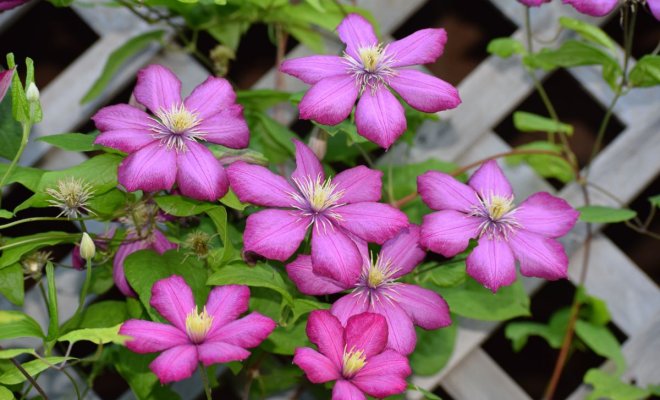 shpalery-i-opory-dlja-klematisov-svoimi-rukami-idei-i-shemy-837dafb