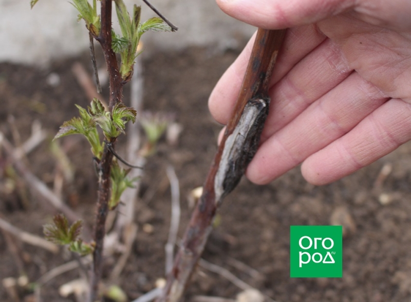 Весенняя обрезка малины: когда, как, зачем