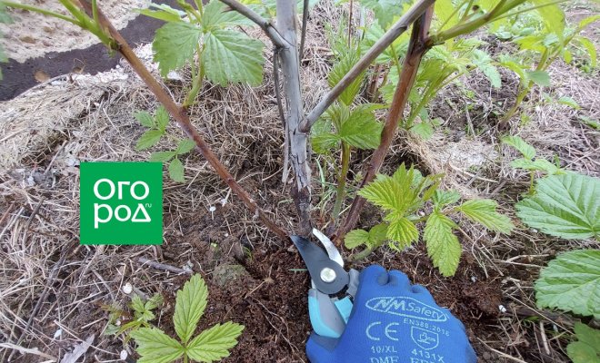 vesennjaja-obrezka-maliny-kogda-kak-zachem-f1e8f00