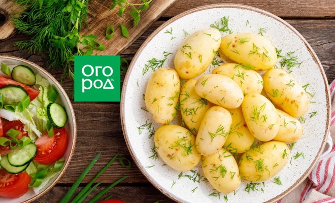 11-vkusnyh-i-aromatnyh-bljud-s-ukropom-3324ecc