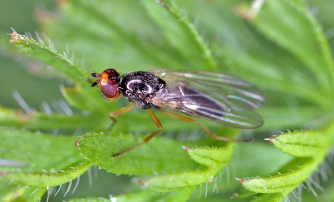 3-sekreta-protiv-morkovnoj-muhi-5d249d3