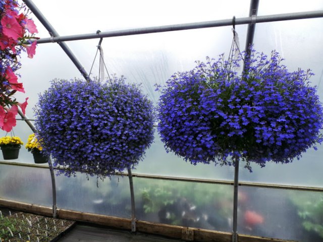 7 очаровательных ампельных растений для балкона и террасы