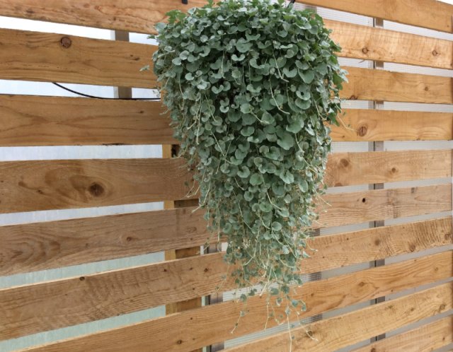 7 очаровательных ампельных растений для балкона и террасы