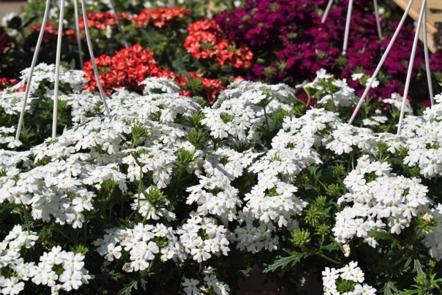 7 очаровательных ампельных растений для балкона и террасы