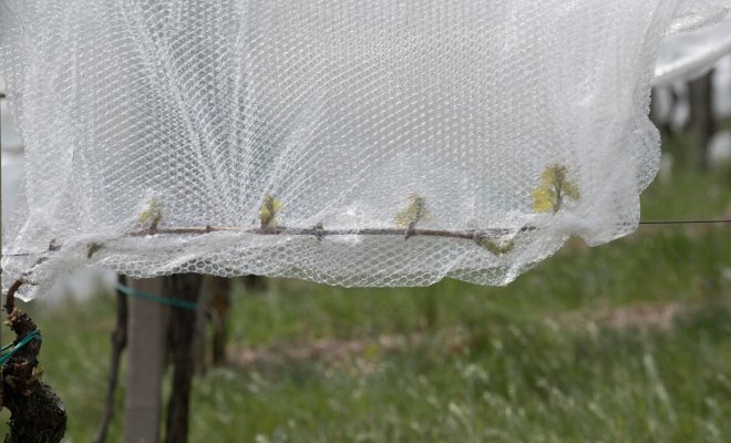 7-proverennyh-sposobov-zashhitit-vinograd-ot-vozvratnyh-vesennih-zamorozkov-c21aafd