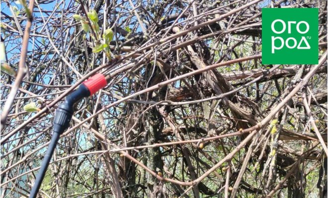 chem-obrabotat-vinograd-ot-boleznej-i-vreditelej-vesnoj-80e096e