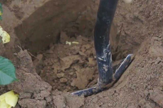 Посадка роз в открытый грунт весной – подробная инструкция с фото 