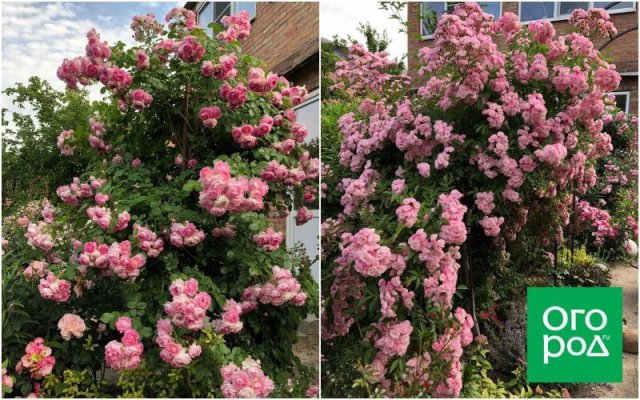 Создать роскошный сад и… перевезти его в новое место