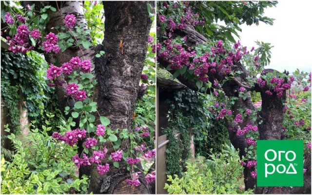 Создать роскошный сад и… перевезти его в новое место