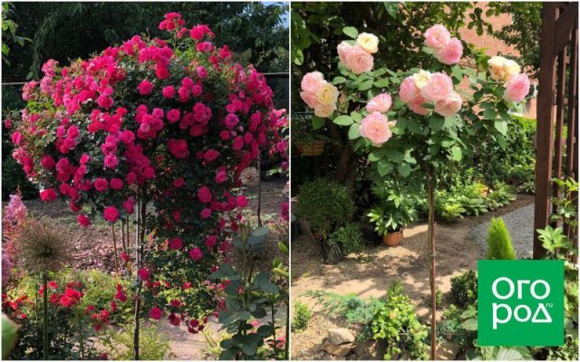 Создать роскошный сад и… перевезти его в новое место