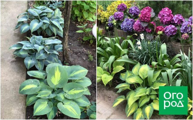 Создать роскошный сад и… перевезти его в новое место