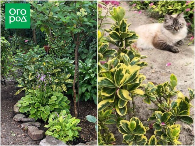 Создать роскошный сад и… перевезти его в новое место