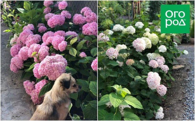 Создать роскошный сад и… перевезти его в новое место