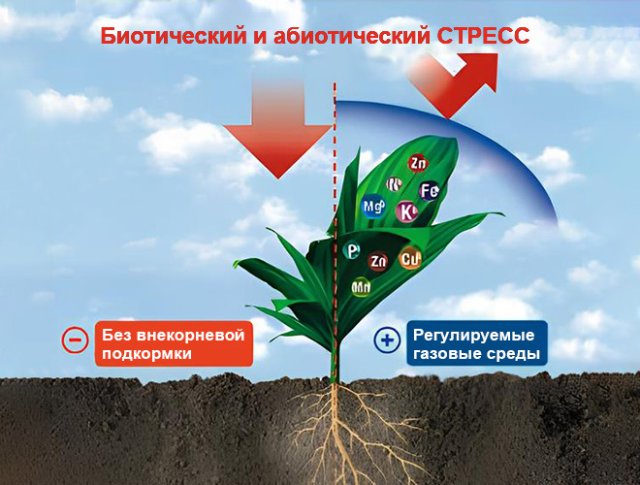 Внекорневая подкормка бывает не только водной 