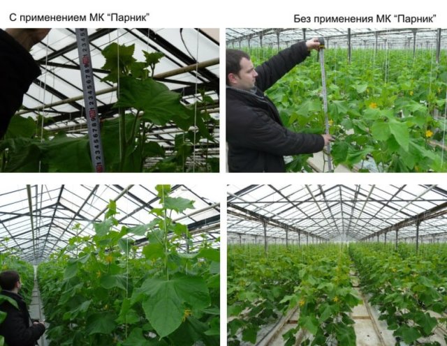 Внекорневая подкормка бывает не только водной 