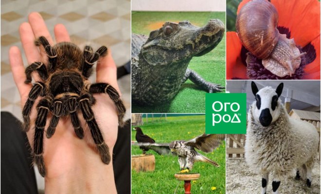 10-neobychnyh-ferm-podmoskovja-2f972b8