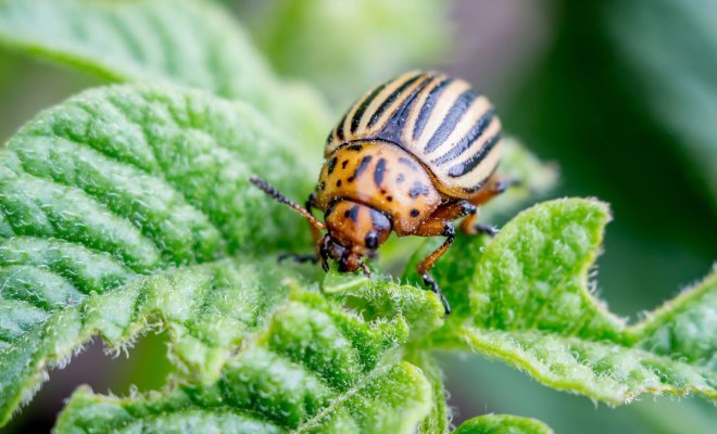 10-sredstv-ot-koloradskogo-zhuka-narodnye-i-promyshlennye-48dcfc5