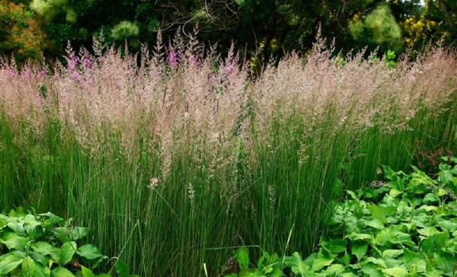 9-bystrorastushhih-zlakov-dlja-stilnogo-cvetnika-2e68c73