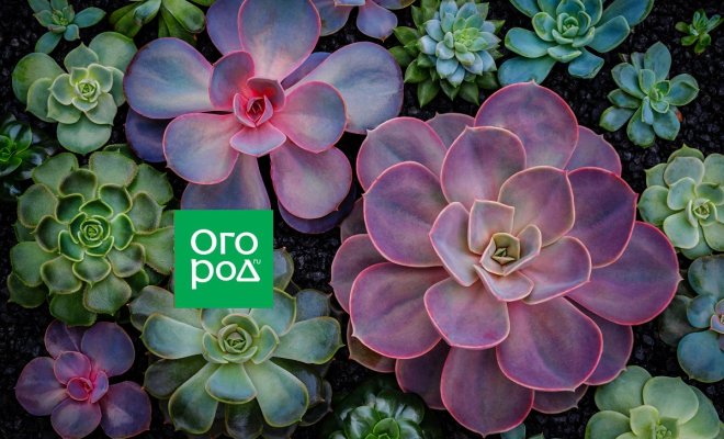 chem-boleet-molodilo-i-kak-ego-lechit-5d3218f