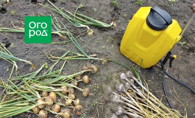 chem-obrabotat-pochvu-posle-uborki-luka-i-chesnoka-4ded753