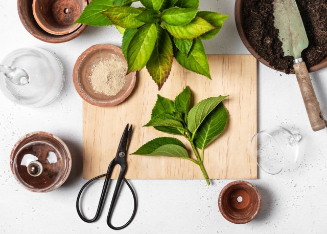 Черенки засыхают, чернеют, не приживаются – ищем причину 