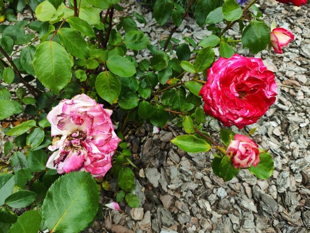 Черенки засыхают, чернеют, не приживаются – ищем причину 