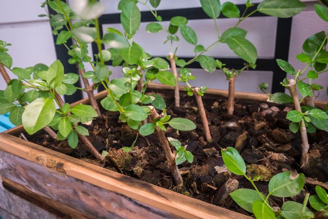 Черенки засыхают, чернеют, не приживаются – ищем причину 