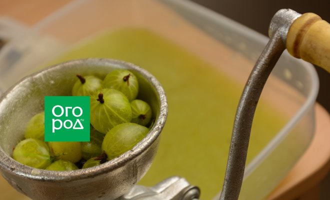 chto-prigotovit-iz-kryzhovnika-na-zimu-10-neverojatno-vkusnyh-zagotovok-51ccee1