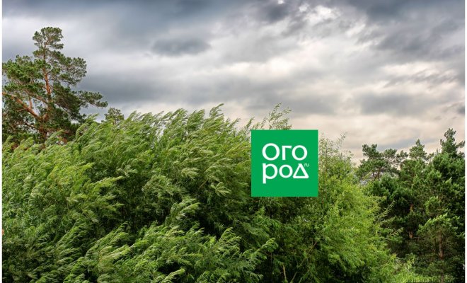 derevja-i-kustarniki-ustojchivye-k-silnomu-vetru-7516f9a