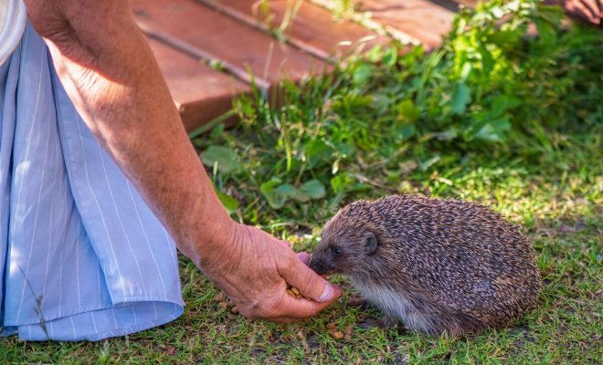 ezhi-na-dache-sekrety-vzaimovygodnogo-sosedstva-2aa3762