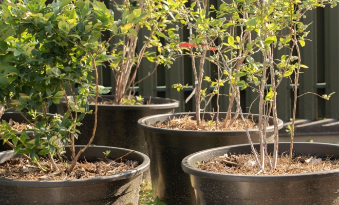 golubika-v-kontejnerah-vse-tonkosti-uhoda-04b4582