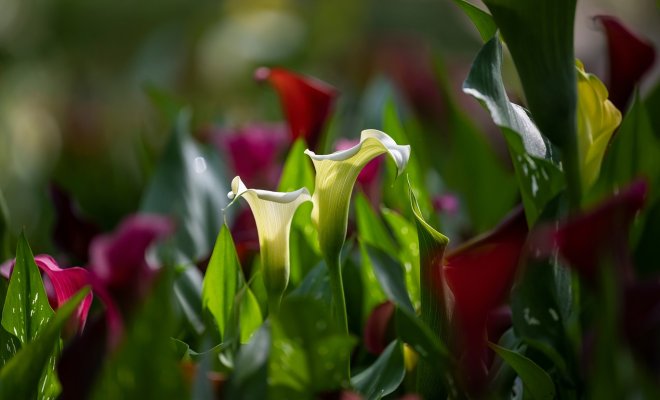 jarkie-i-stilnye-kally-sorta-dlja-ljubogo-cvetnika-89e96e9