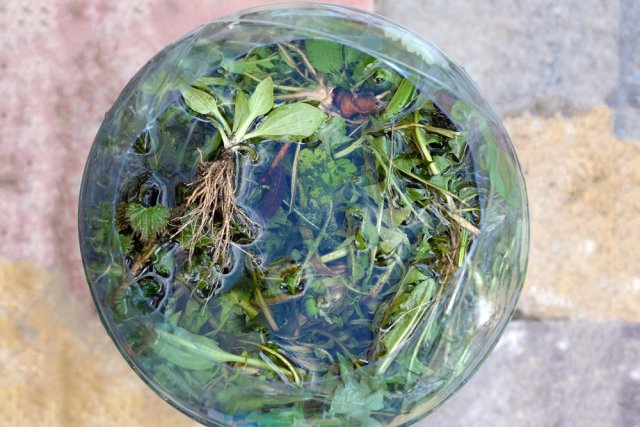 Как использовать листья хрена: 5 идей для сада и огорода 