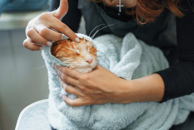 Как помочь питомцам в жару 