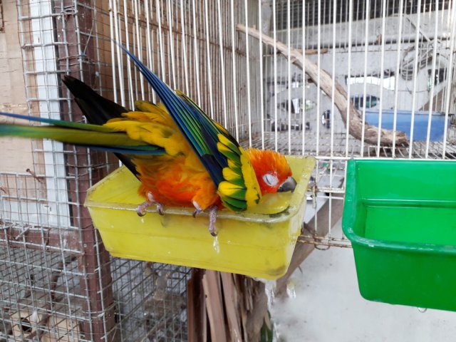 Как помочь питомцам в жару 