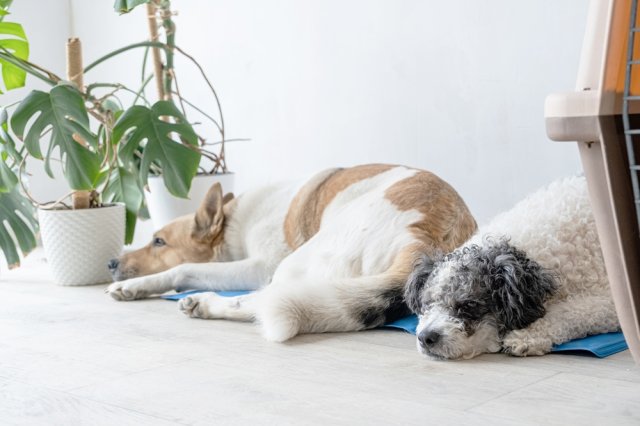 Как помочь питомцам в жару 