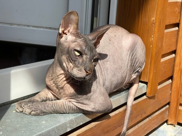 Как помочь питомцам в жару 