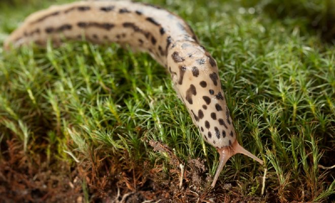 leopardovyj-slizen-novyj-vrag-dachnika-fd0993b