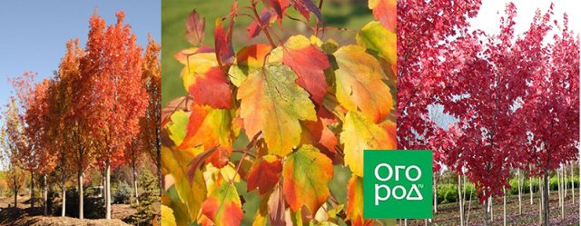 Лучшие солитеры для участка: 17 растений с сортами и фото