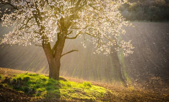 luchshie-solitery-dlja-uchastka-17-rastenij-s-sortami-i-foto-733616e