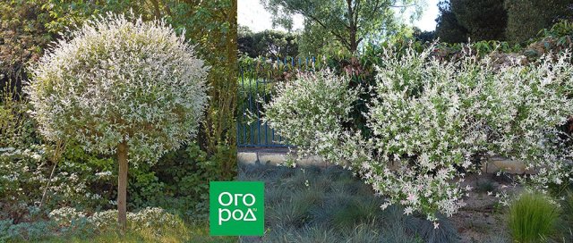 Лучшие солитеры для участка: 17 растений с сортами и фото